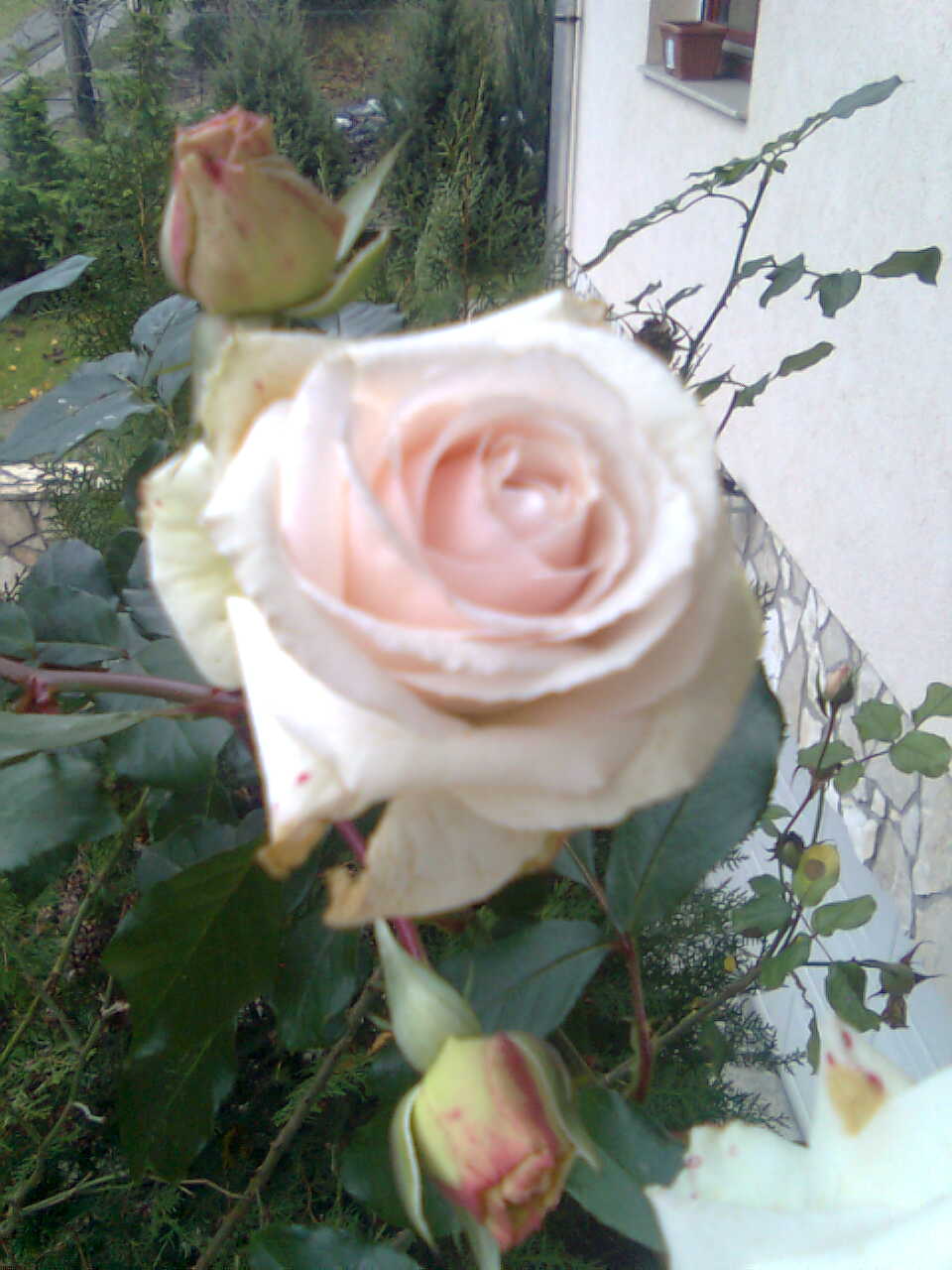 2010 01 046.jpg